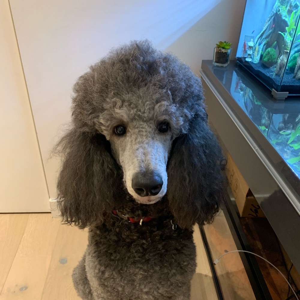 Meet your Posher, Vinny